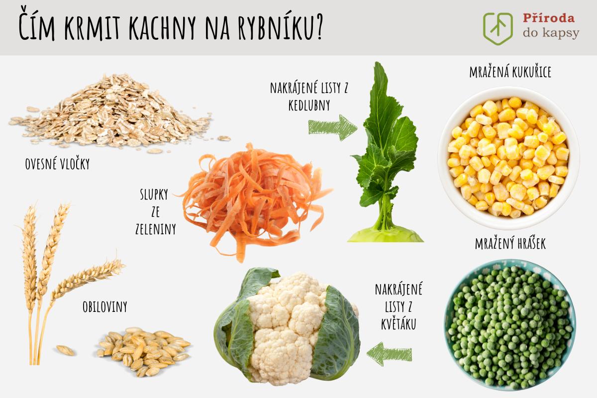 Čím přikrmovat divoké kachny?